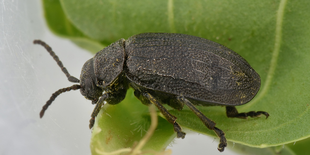 Chrysomelidae: Galeruca tanaceti